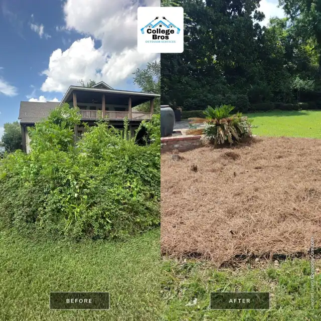 Before and after of a dramatic brush-clearing transformation finished with pine straw