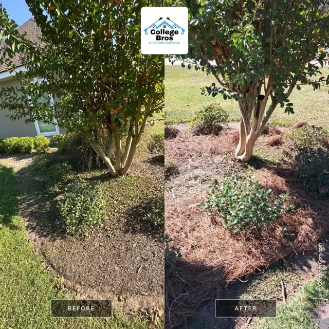 Fresh pine straw and clean crepe myrtle trunks under a blue sky