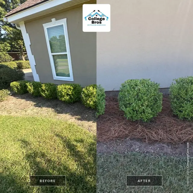 Tightly rounded boxwoods on fresh pine straw in warm light