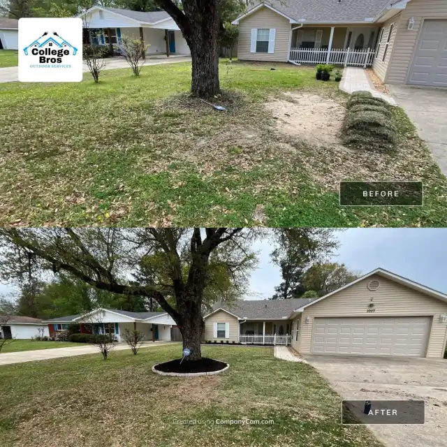 Large oak with a fresh mulch ring, restored green lawn, and clean driveway