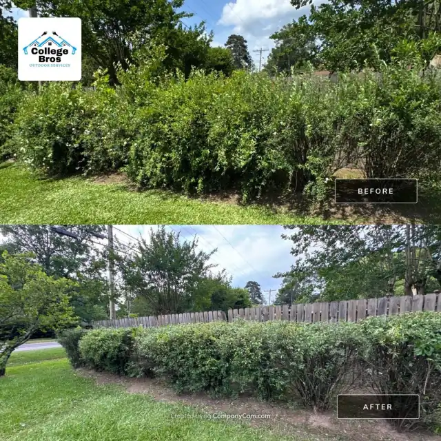 Wild hedgerow squared into a uniform flat-top hedge along a fence