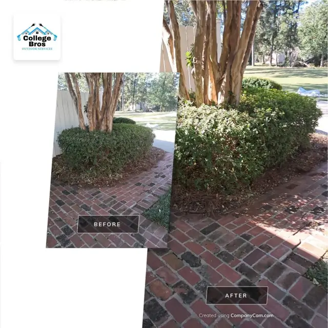 Sunlit hedge around a crepe myrtle with a brick paver foreground