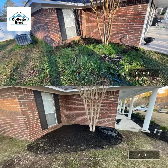 Sculptural crape myrtle in a clean black mulch bed