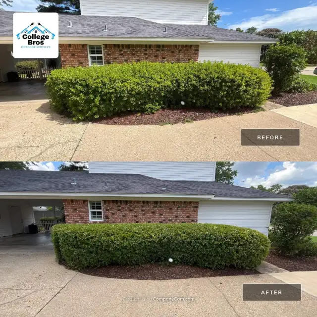 Before and after of a hedge sculpted into a clean rounded shape