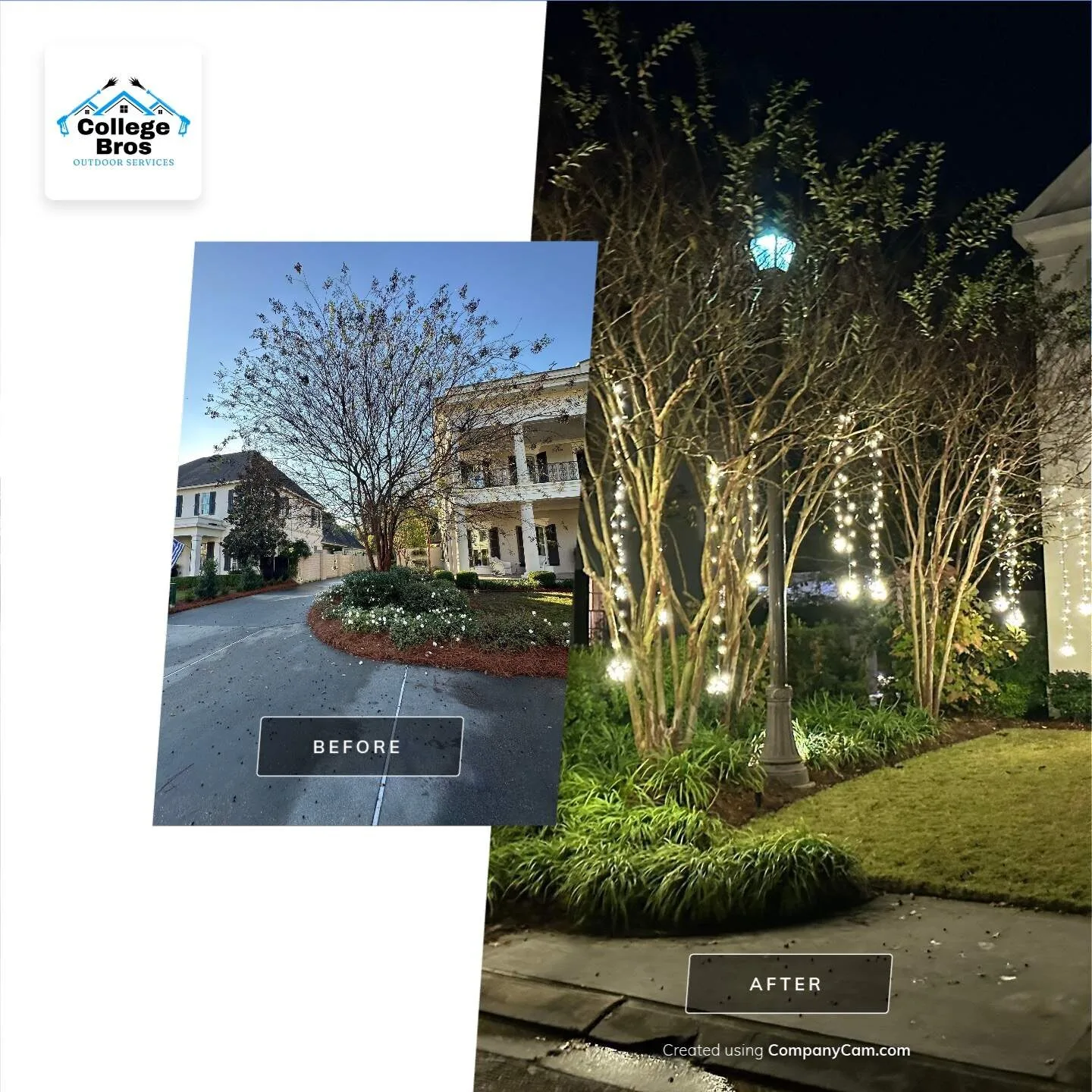 Crepe myrtle trees wrapped in warm white holiday lights glowing at night
