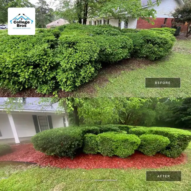 Cloud-pruned shrubs over vivid red mulch