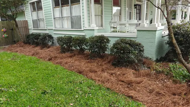 Rhythmic row of rounded shrubs with a crisp pine-straw line and green lawn