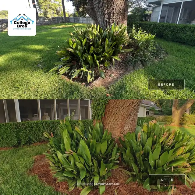 Healthy cast-iron plants against fresh pine straw