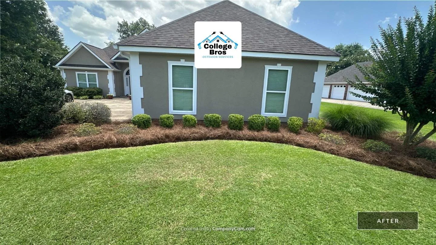 Front yard with fresh pine straw beds, rounded trimmed shrubs, and a clean green lawn