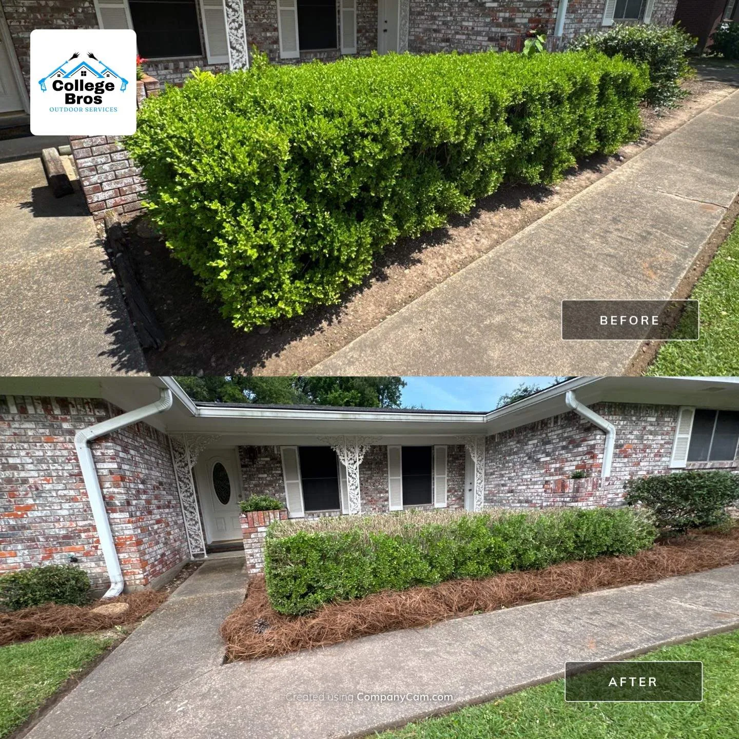 Before and after of overgrown front hedges trimmed low with the bed refreshed in pine straw
