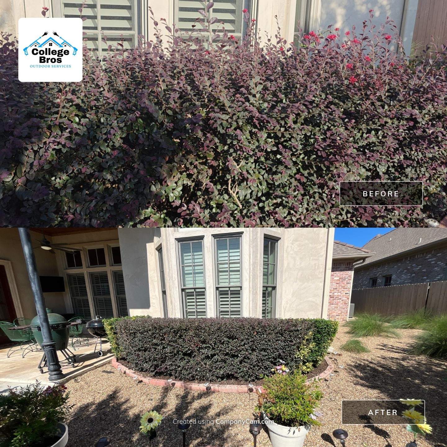 Before and after composite of a patio-side loropetalum: a towering purple-leafed shrub mass, then a dense flat-topped hedge trimmed below the window line