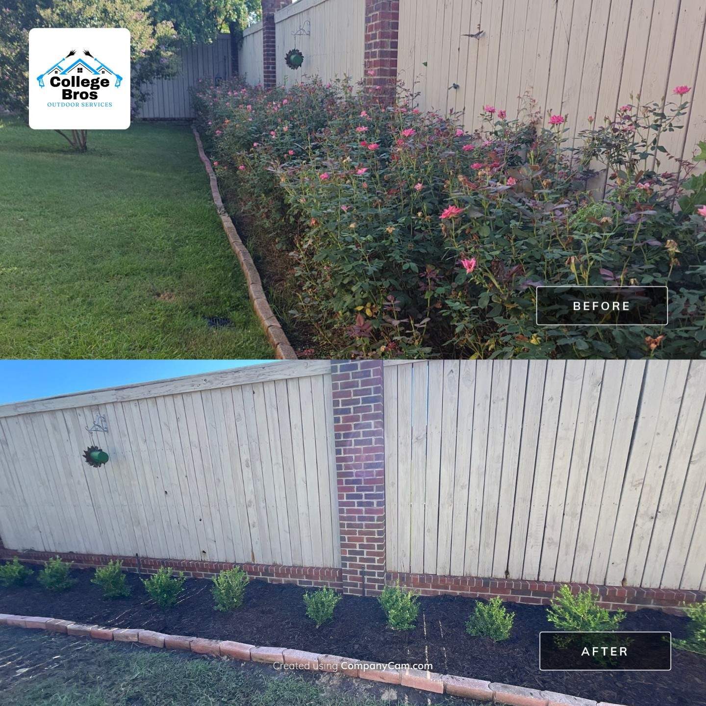 Before and after composite of a long fence-line bed: sprawling rose canes overrunning the brick edging, then cleared soil replanted with a spaced row of young boxwoods in fresh dark mulch
