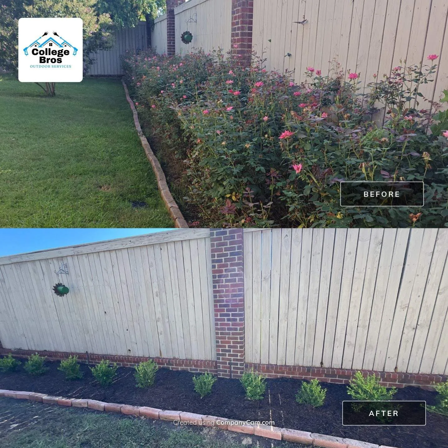 Before and after of a long fence-line bed in Monroe: overgrown rose canes cleared, replanted, and freshly mulched by College Bros