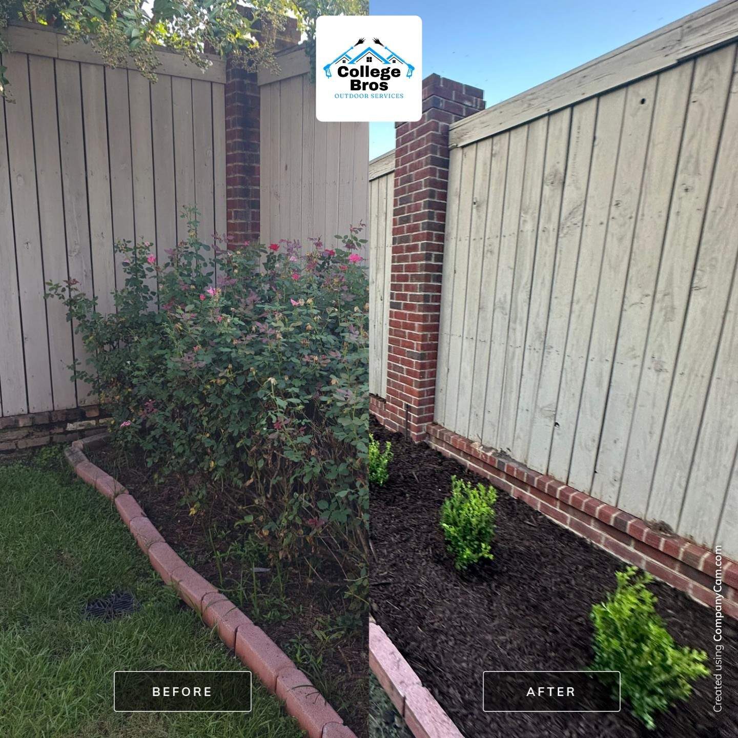 Close before and after of the fence-line bed renovation: dense overgrown roses against the fence, then evenly spaced boxwoods inside the original brick edging with dark mulch