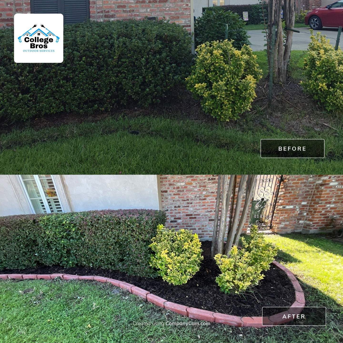 Before and after composite of a shrub bed beside a brick wall: a shapeless hedge mass and overgrown golden shrubs, then trimmed hedges and rounded shrubs in fresh black mulch