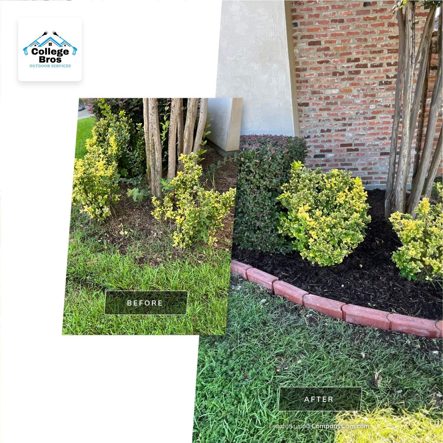 Before and after composite of a bed under multi-trunk crepe myrtles: shapeless golden shrubs at the base, then rounded trimmed shrubs in dark mulch inside scalloped brick edging